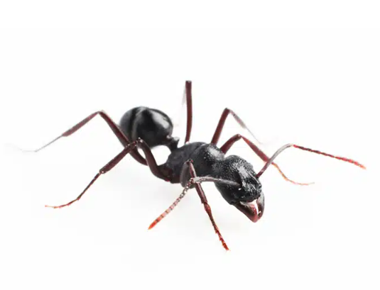 Ants